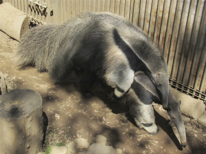 �I�I�A���N�C